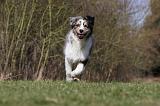 BERGER AUSTRALIEN PUPPIES 384